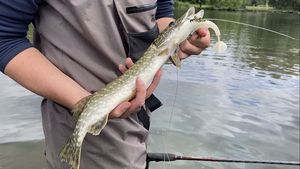 Northern Pike