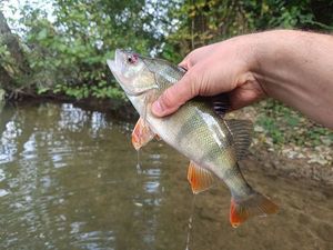 European Perch