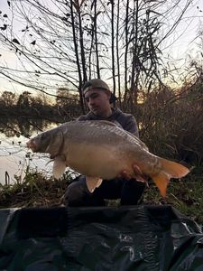 Mirror Carp
