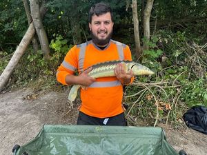 Dabry's Sturgeon