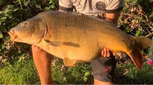 Mirror Carp