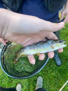 Brown Trout