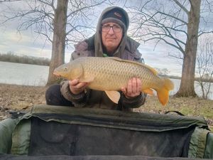 Common Carp