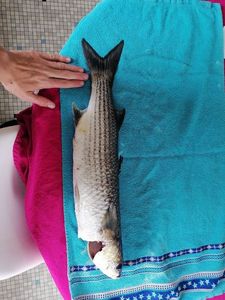 Thicklip Grey Mullet