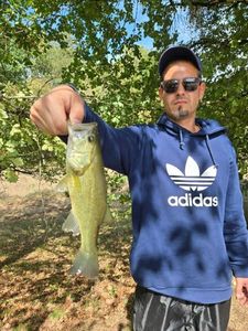 Largemouth Bass