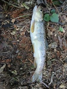 Brown Trout