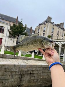 Largemouth Bass