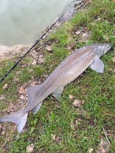 Siberian Sturgeon