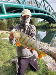 European Perch