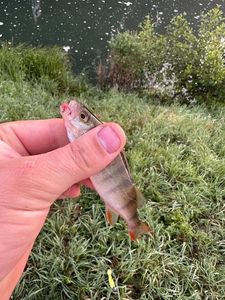 European Perch