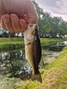 Largemouth Bass