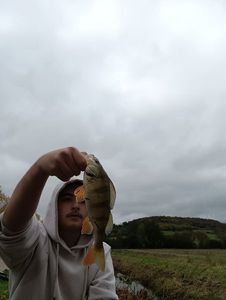 European Perch