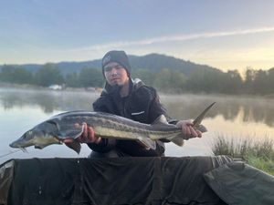 Sturgeon