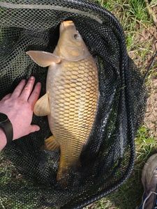 Common Carp