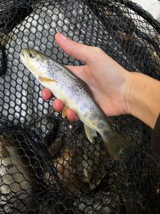 Brown Trout