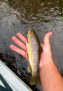 Brown Trout