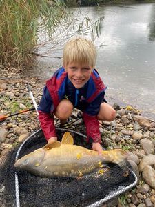Common Carp