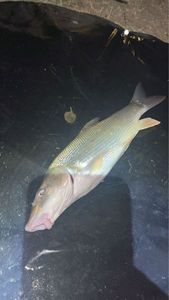 Barbel