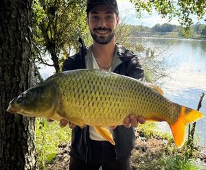 Common Carp