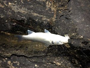 European Bass (Seabass)