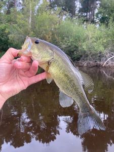 Largemouth Bass