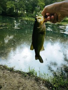 Largemouth Bass