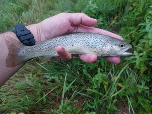 Brown Trout