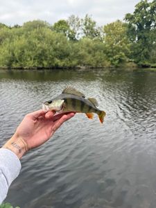 European Perch