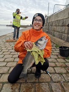 European Bass (Seabass)