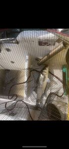 European Bass (Seabass)