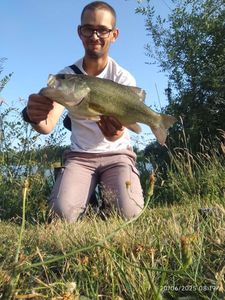Largemouth Bass