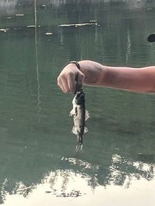 European Bass (Seabass)