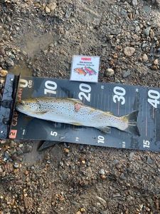 Brown Trout
