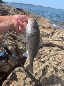 European Bass (Seabass)