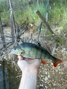 European Perch