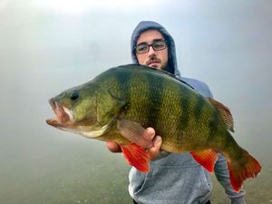 European Perch
