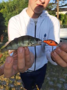 European Perch