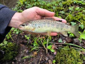Brown Trout