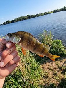 European Perch