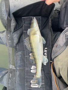 Zander
