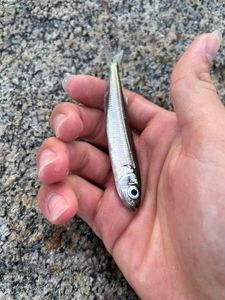 Smelt