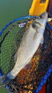 European Bass (Seabass)