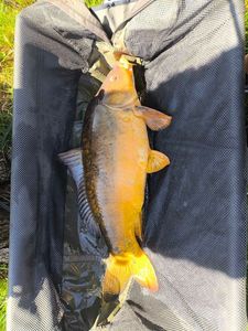 Mirror Carp