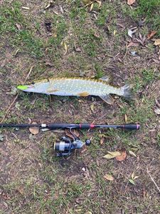 Northern Pike