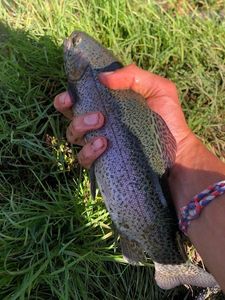 Rainbow Trout