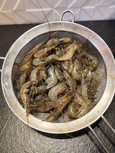 Common Prawn