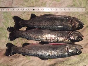 Rainbow Trout