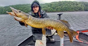 Northern Pike