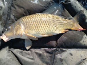 Common Carp