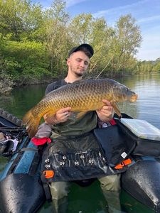 Common Carp